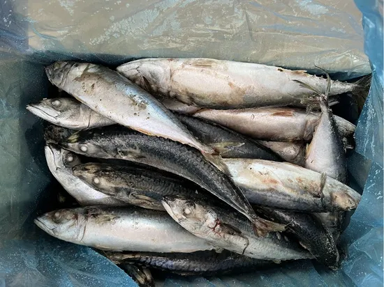 New Caught Frozen Pacific Mackerel