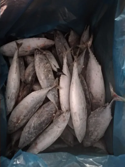 Big Size Fresh Skipjack Tuna