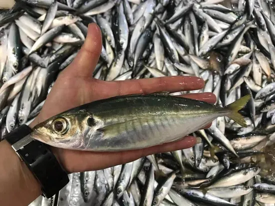 Light Catching W/R Frozen Horse Mackerel Fish