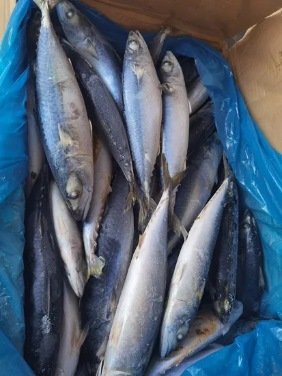 Frozen Fish Wholesale Pacific Mackerel 200-300g, 300-500g