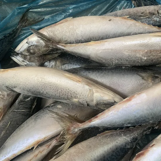 Frozen Pacific Mackerel Scomber Japonicus Fish