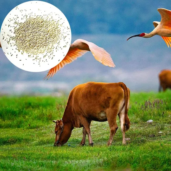 Feed Grade Active Dry Yeast Feed Live Yeast Saccharomyces Cerevisiae 20billion Feed Instant Dry Yeast