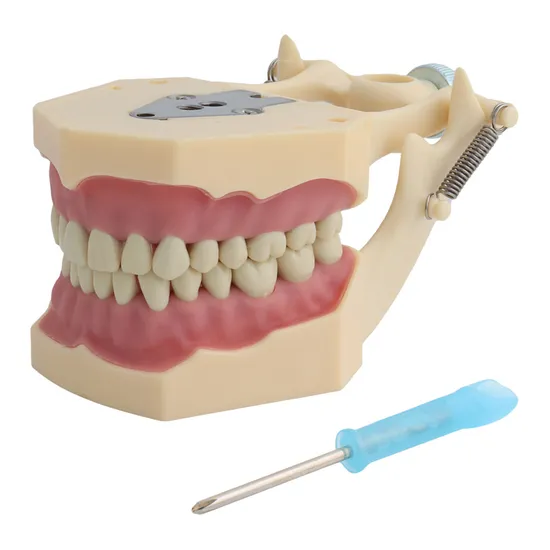 Dylan Exclusive-Original Frasaco Full Set Jaws Upper Iower with 28 Teeth Screw Driver Dental Training Model