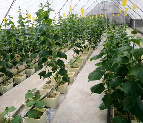 Manufacturer Hydroponic Plastic Growing Bucket Tomato Growing Pot Plastic Plant Bucket