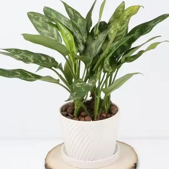 Caoxian Huashen High Quality Natural Round for Christmas Ornaments Tree Disc Wooden Log Tree Tag Thin Slices Log for Crafts