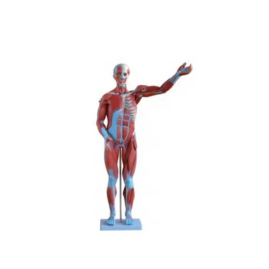 Medical Science 80cm Human Anatomical Muscle Model 27 Parts