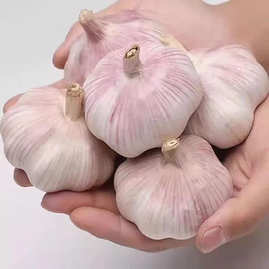 China Exports Fresh High Standard Fine Quality Garlic. 4.0, 4.5, 5.0, 5.5, 6.0