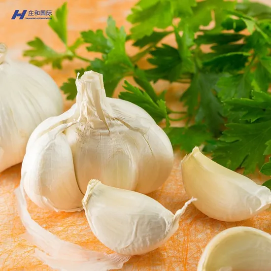 Chinese Fresh Certified High Quality Garlic Used as a Seasoning for Dishes Normal White Garlic Wholesale Price to Wholesalers and Delicious