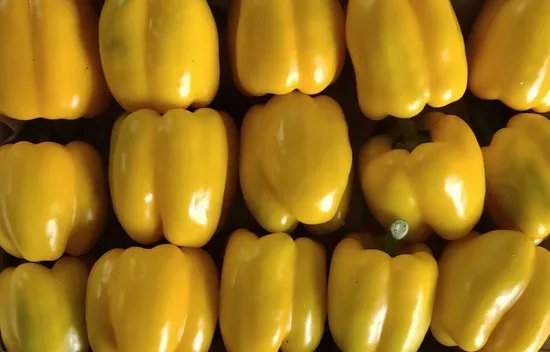 Fresh Bell Pepper in Green Red Yellow Color From China for Export Directly