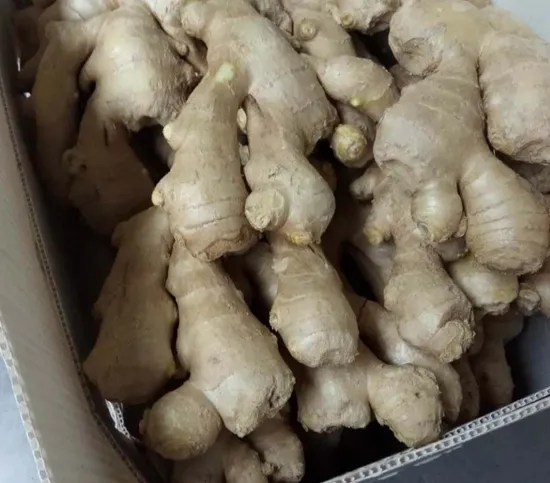 High Quality 100% Fresh Dried Ginger Best Selling Immune System China Ginger