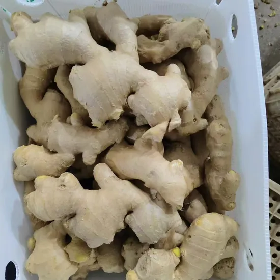 2024 Chinese New Crop Good Quality Vegetables Fresh Ginger for Cooking Popular in UK Market