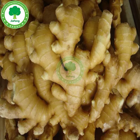 Hot Product Ginger Best Quality Professional Export Air Dried Ginger