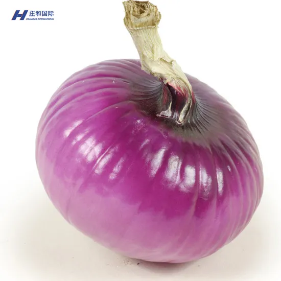 Fresh Certified Good Quality and Competitively Priced Onions and Good Price Wholesale Price to Wholesalers and Delicious
