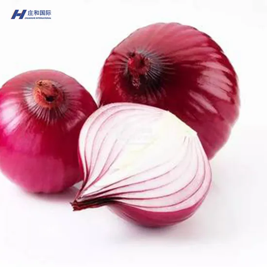 Fresh Certified Good Quality and Competitively Priced Onions and Good Price Wholesale Price to Wholesalers and Taste Delicious