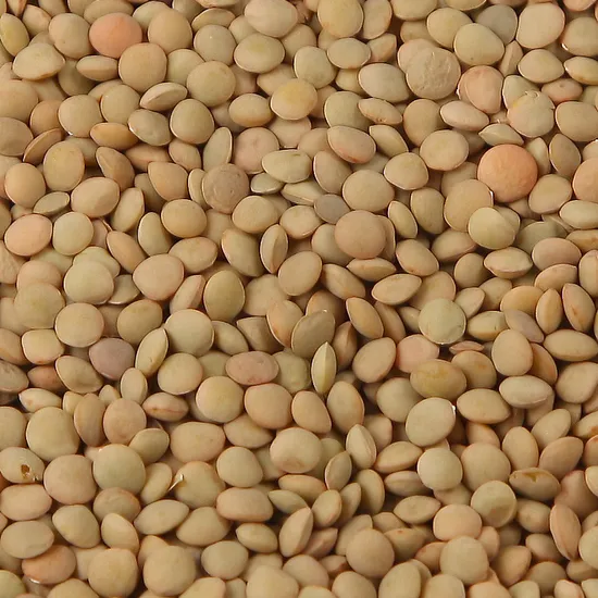 Lentil Chinese Green Lentils Wholesale Price Export Lentils