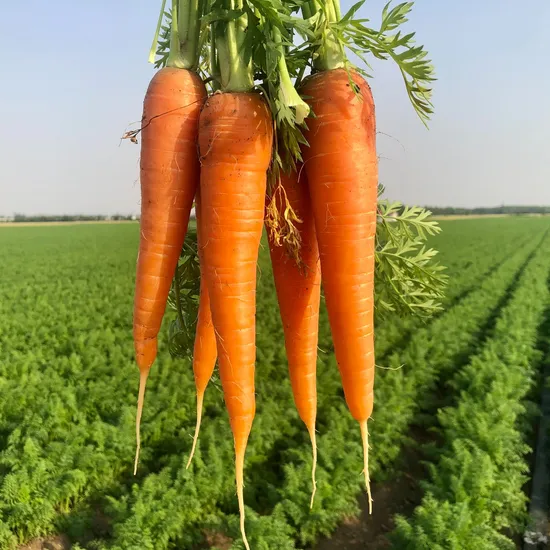 Fresh Carrot S in 4kg Carton