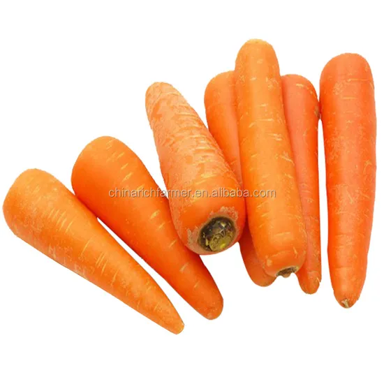 Fresh Carrot New Crop Begin Low Prices