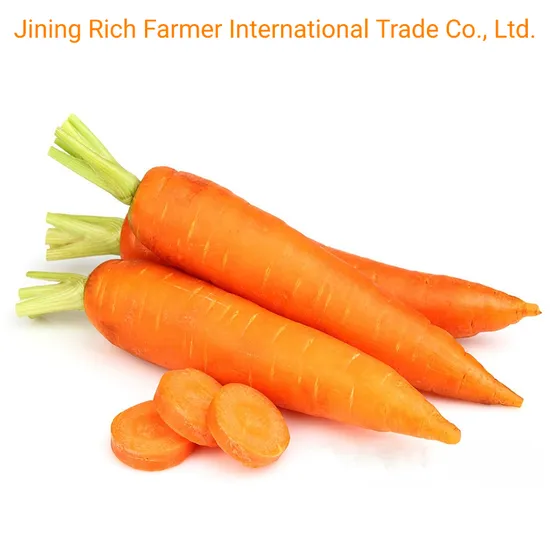 Wholesaler Fresh Carrot in Cheap Carrot Price