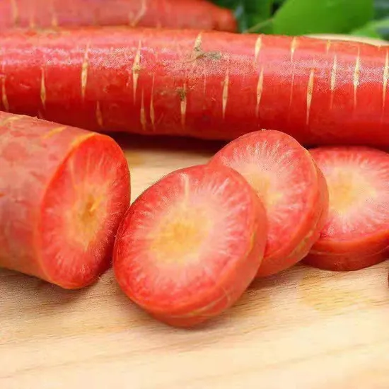 Fresh Carrot Ready to Export