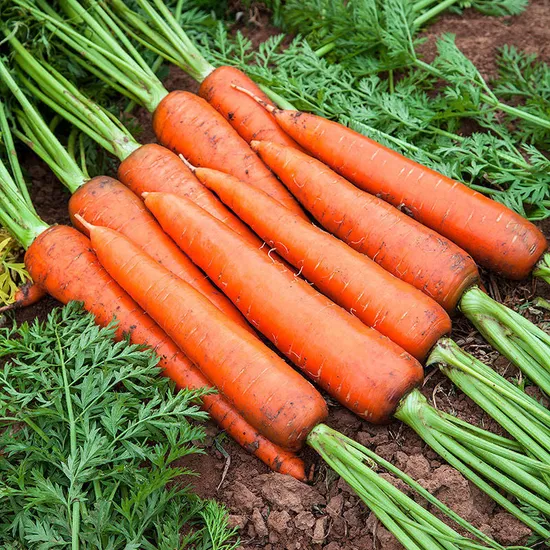 Hot Selling Chinese Fresh Carrot Export Prumiem Quality Carrot Wholesale