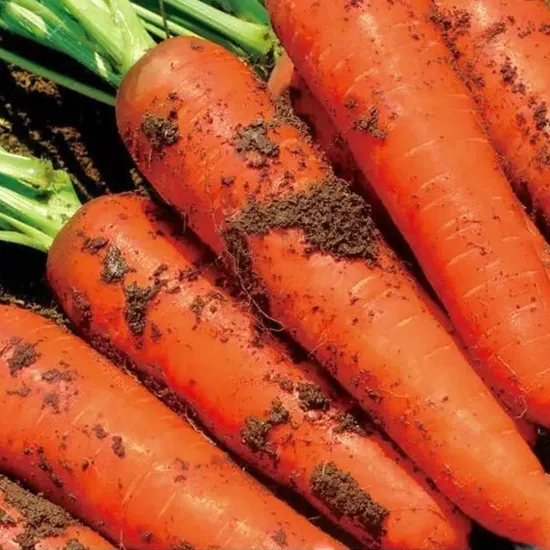 Export Wholesale Price Organic Vegetable IQF Frozen Carrots