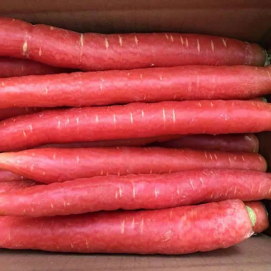 China Fresh Bulk Carrot for Sale Price