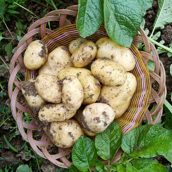 Potato Fresh Sweet Potatoes High Quality Cheap Price Professional Export Wholesalers Potato