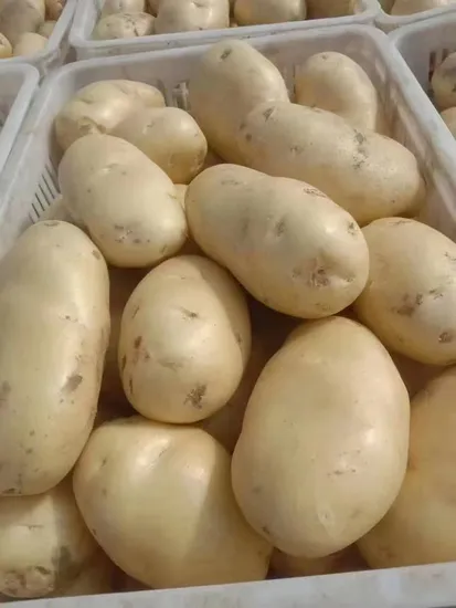 New Fresh with High Quality and Low Price of Potato