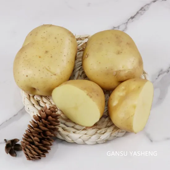 Potato Chinese Dinxi Potao Fresh Potato Expot with Good Price