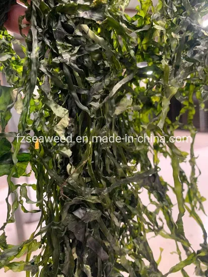 Dried Shredded Seaweed Laminaria Japonica Sea Kelp Cut for Salad
