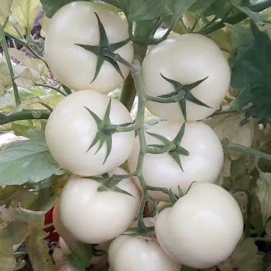 White Tomato Extract Powder10: 1 Improve Skin Oxidation Resistance