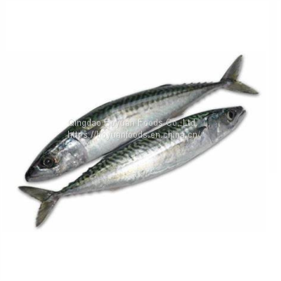 pacific mackerel