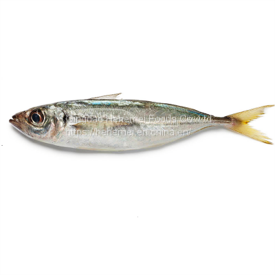 BQF IQF whole round scad mackerel frozen horse mackerel fish