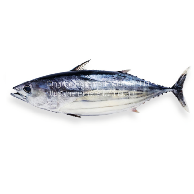 BQF Frozen Iqf Fresh Bonito Tuna Fish Purse Light Original Bulk Piece Packaging Package Seafrozen Yellowfin Tuna Whole Round