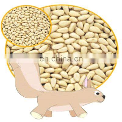 Byloo top quality food pine nuts 5ts-120 pine nuts prices pakistan trade pine nuts in china wechat number+86 15710336202