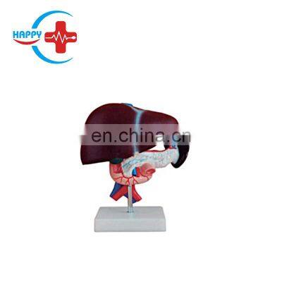 HC-S252 Nature size Human Organs Spleen&Blood vessel Model/Pancreas Model/Liver model