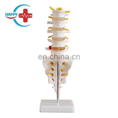 HC-S213 High quality life-size lumbar vertebrae model with base