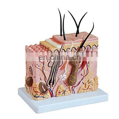 HC-S264 Medical Human skin structure anatomy skin model