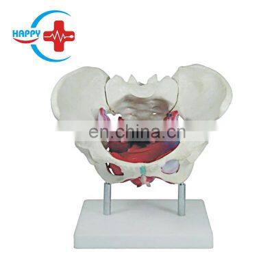HC-S228 High Quality Life Size Female pelvis and pelvic floor muscle model for sale