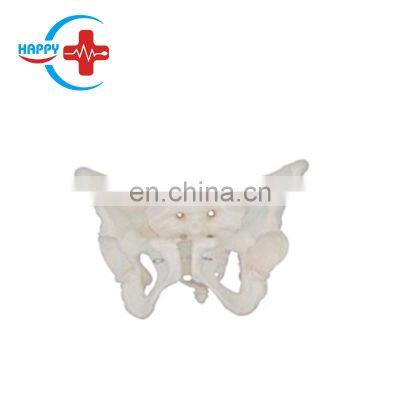 HC-S227 Medical Science Human Pelvis Skeleton Model/Life size Female Pelvis Model