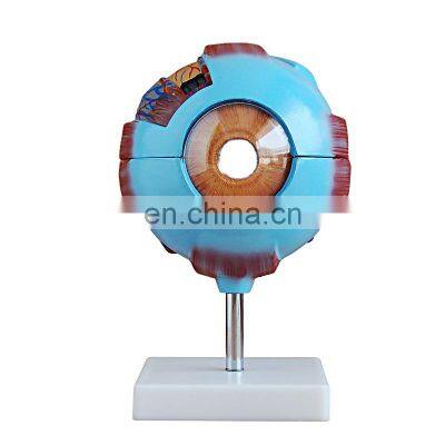HC-S257 Advanced eyeball enlarged teaching eye anatomical model