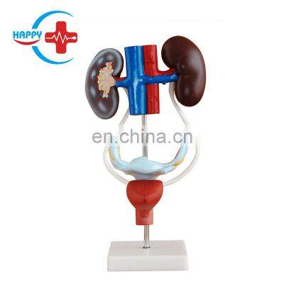HC-S272 Female genital and Urinary system models/Genital organ anatomical model