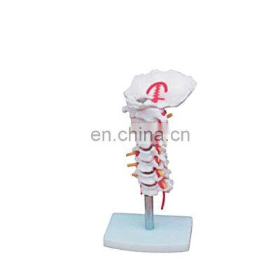 HC-S216 High Quality Orthopedic surgery Human occipital bone model with cervical vertebra/Human skeleton model