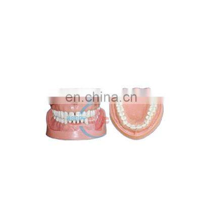 HC-S420 Denta lteeth model with teeth root human standard removable teeth model for study