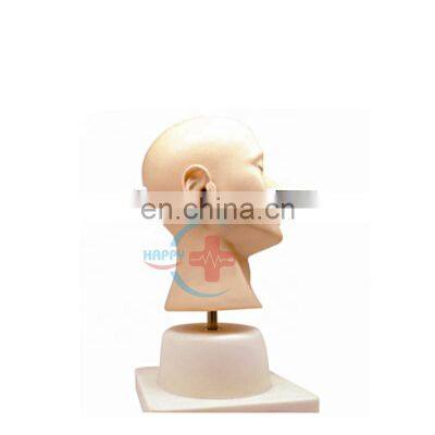 HC-S556 Medical teaching model human ear teaching model ear diagnosis practice model