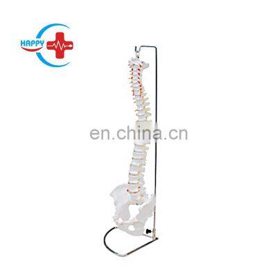 HC-S210 medical Anotomy model skeleton Life-size human large spine skeleton teaching model Life-size Spine model